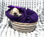 Puppy Penelope Purple Goldendoodle