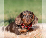 Small #2 Dachshund