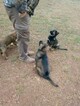 Small Photo #23 German Shepherd Dog Puppy For Sale in MC DONOUGH, GA, USA