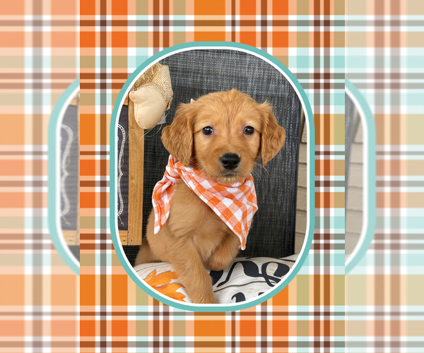 Medium Photo #1 Golden Retriever Puppy For Sale in CENTRAL CITY, KY, USA