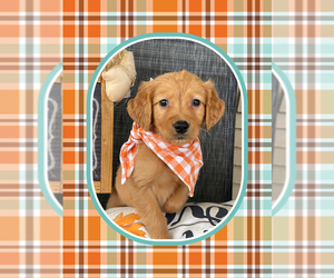 Golden Retriever Puppy for sale in CENTRAL CITY, KY, USA