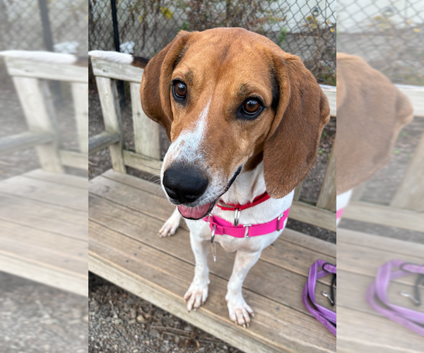 Medium Photo #1 Mutt Puppy For Sale in Elmsford, NY, USA