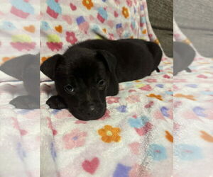 German Shepherd Dog-Unknown Mix Dogs for adoption in Holly Springs, NC, USA