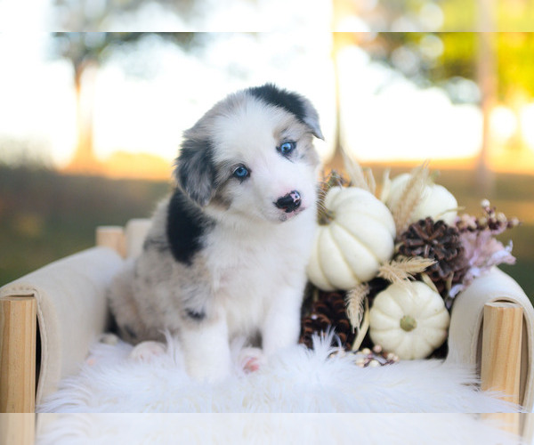 Medium Photo #4 Border Collie Puppy For Sale in CONWAY, MO, USA