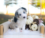 Sage - Male Border Collie Puppy for Sale - Photo #4
