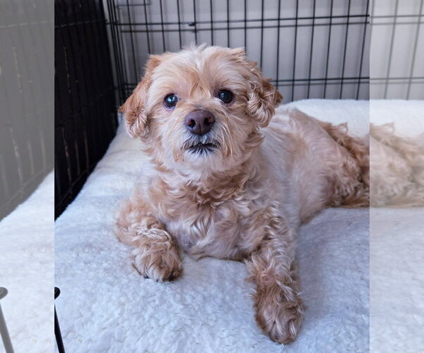 Medium Photo #2 Shih-Poo Puppy For Sale in Rochester, NY, USA