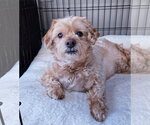 Small #1 Shih-Poo