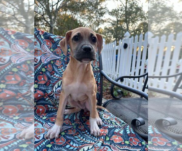 Medium Photo #7 Mutt Puppy For Sale in New York, NY, USA