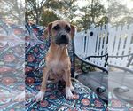 Small #6 Mutt