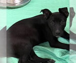 Small #1 Mutt