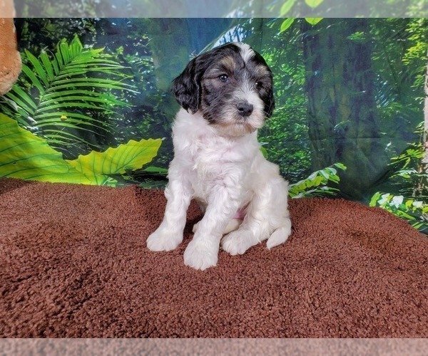 Medium Photo #4 Goldendoodle (Miniature) Puppy For Sale in BLACK FOREST, CO, USA