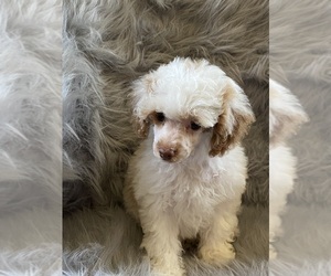Poodle (Toy) Puppy for sale in ALEXANDRIA, IN, USA
