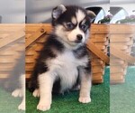 Small Photo #12 Pomsky Puppy For Sale in DELAWARE, OH, USA