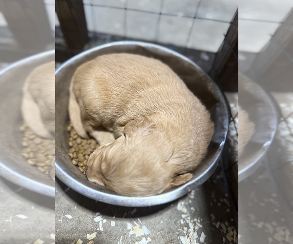 Medium Photo #5 Golden Retriever Puppy For Sale in ROCHESTER, MN, USA