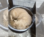 Small #4 Golden Retriever