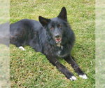 Small #3 Border Collie Mix