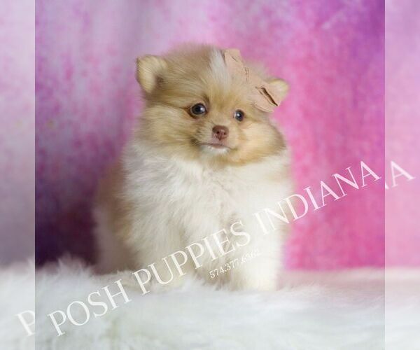 Medium Photo #4 Pomeranian Puppy For Sale in WARSAW, IN, USA
