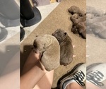 Litter of 8 - Male(s) and Female(s) Chesapeake Bay RetrieverLitter of Puppies for Sale - Small photo