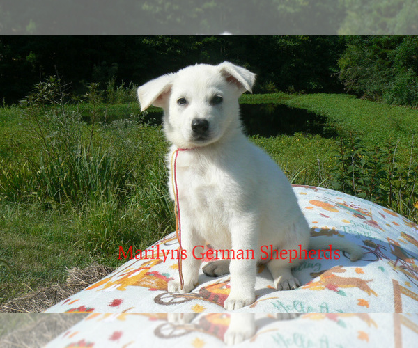 Medium Photo #3 German Shepherd Dog Puppy For Sale in PIEDMONT, MO, USA