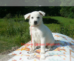 Small #2 German Shepherd Dog