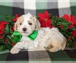 Small Photo #4 Bichpoo Puppy For Sale in NOTTINGHAM, PA, USA