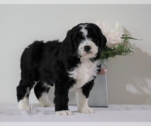Bernedoodle Puppy for sale in FREDERICKSBG, OH, USA