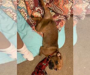 Dachshund-Unknown Mix Dogs for adoption in San Antonio, TX, USA