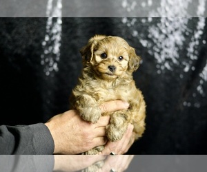 YorkiePoo Puppy for sale in WARSAW, IN, USA