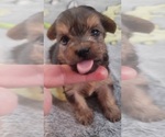 Small Photo #358 Yorkshire Terrier Puppy For Sale in AKRON, OH, USA