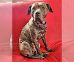 Small American Pit Bull Terrier-Plott Hound Mix