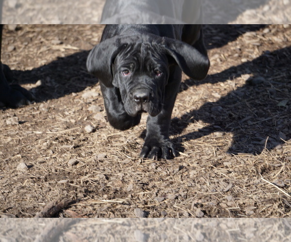 Medium Photo #2 Cane Corso Puppy For Sale in COLONIAL HEIGHTS, VA, USA
