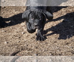 Small Photo #2 Cane Corso Puppy For Sale in COLONIAL HEIGHTS, VA, USA