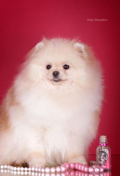 Medium Photo #1 Pomeranian Puppy For Sale in MILTON, FL, USA