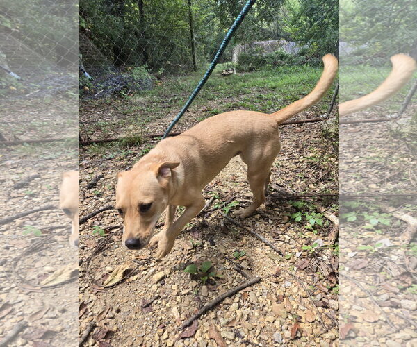 Medium Photo #4 Labrador Retriever-Unknown Mix Puppy For Sale in Jackson, MS, USA