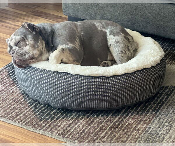 Medium Photo #4 French Bulldog Puppy For Sale in Corona, CA, USA