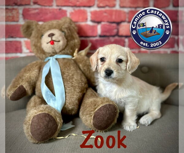 Medium Photo #5 Malchi Puppy For Sale in Arcadia, FL, USA