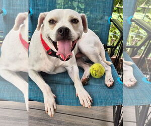 American Pit Bull Terrier-Beagle Mix Dogs for adoption in Hillsboro, MO, USA