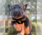 Small German Shepherd Dog Mix