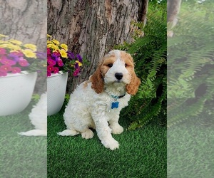 Goldendoodle (Miniature) Puppy for sale in INDIANAPOLIS, IN, USA
