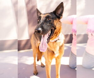 Xander - Adopt Me! - Male German Shepherd Dog-Unknown Mix Dog for Adoption - Photo #6