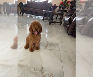 Goldendoodle Puppy for sale in ORLANDO, FL, USA