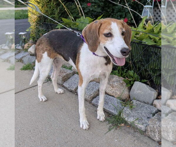 Medium Photo #8 Treeing Walker Coonhound-Unknown Mix Puppy For Sale in Boston, MA, USA