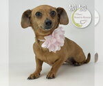 Small #1 Chiweenie