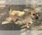 Small #3 Mutt