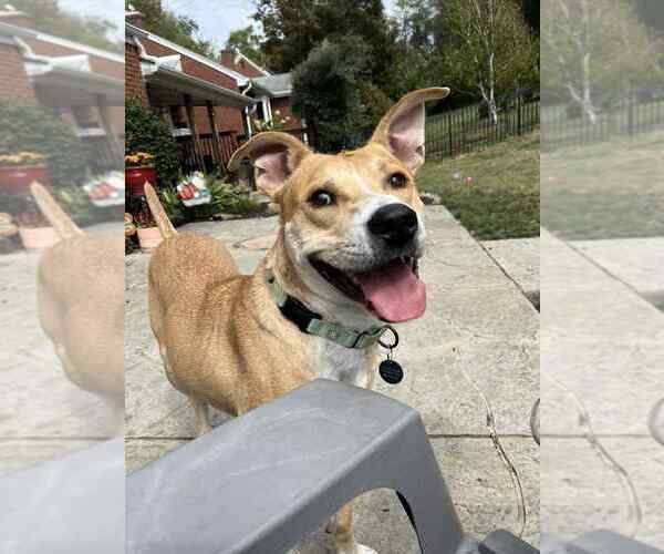 Medium Photo #23 Carolina Dog-Labrador Retriever Mix Puppy For Sale in Springdale, PA, USA