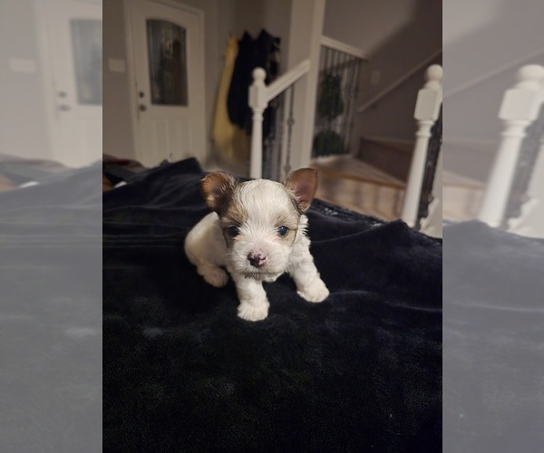 Medium Photo #8 Yorkshire Terrier Puppy For Sale in SCHERTZ, TX, USA