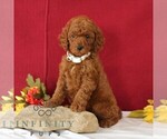 Small #2 Goldendoodle