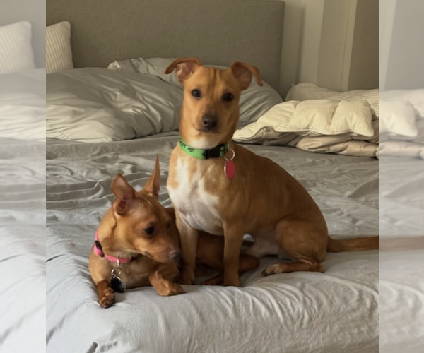 Medium Photo #9 Chihuahua-Unknown Mix Puppy For Sale in Brooklyn, NY, USA