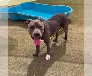 Mutt Dogs for adoption in Las Vegas, NV, USA