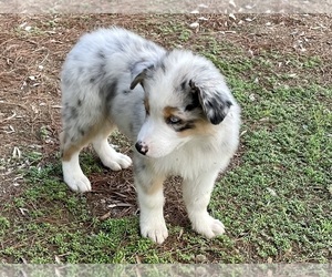 Australian Shepherd Puppy for Sale in ACTON, California USA